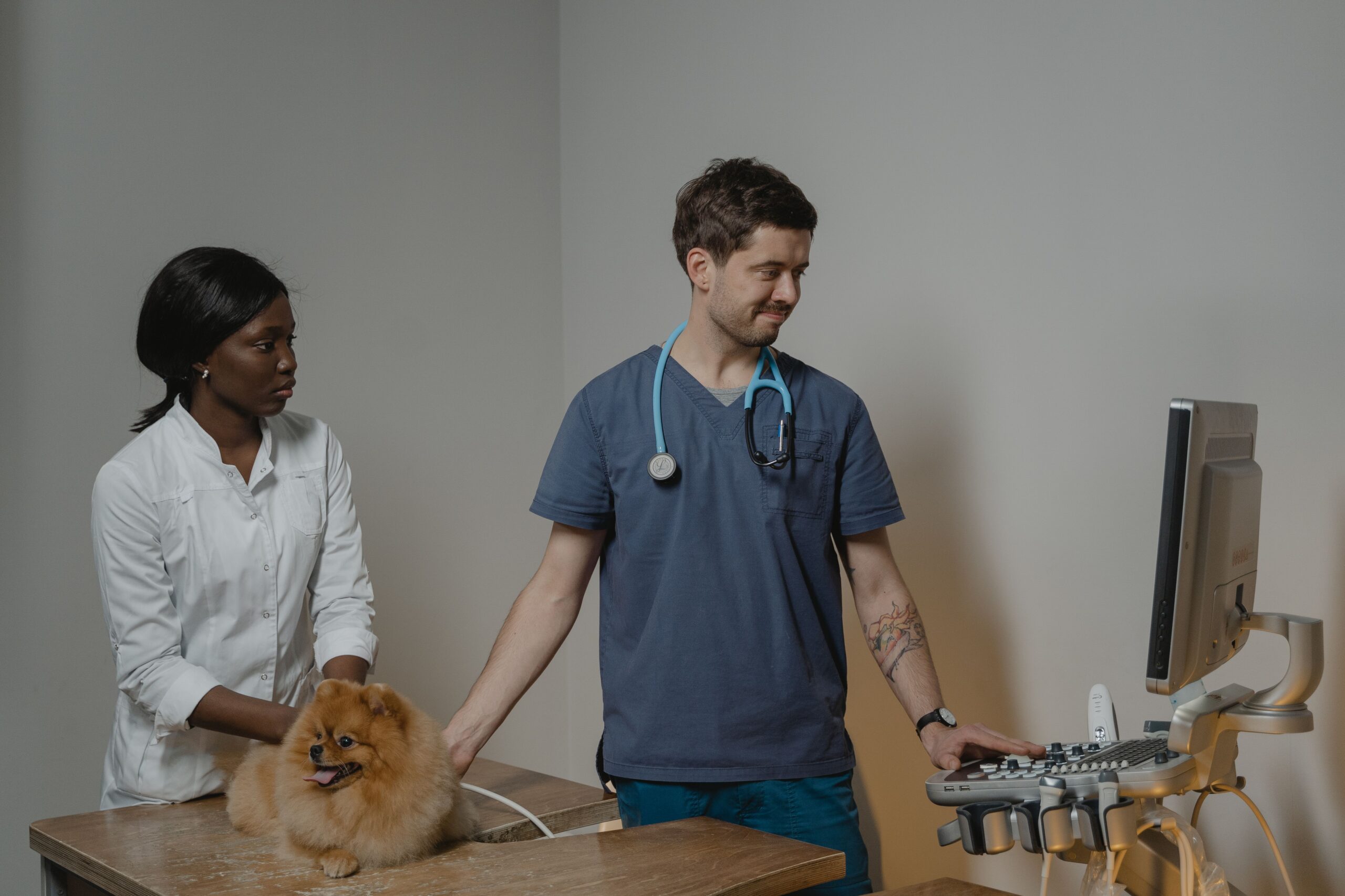 Two healthcare professionals examine a small Pomeranian dog beside an ultrasound machine in a veterinary clinic.